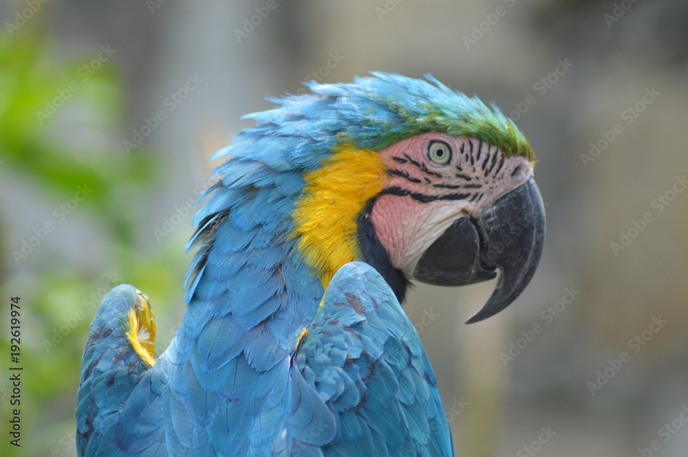 Macaw