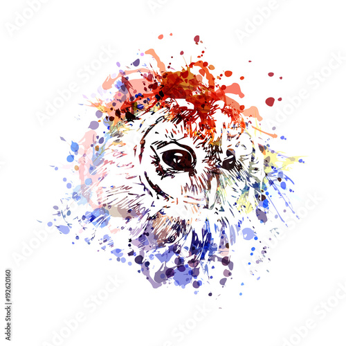 Vector color illustration head owl