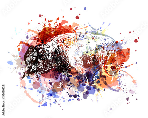 Vector color illustration bison