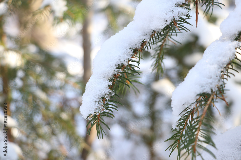 branch of a fir with ice and snow