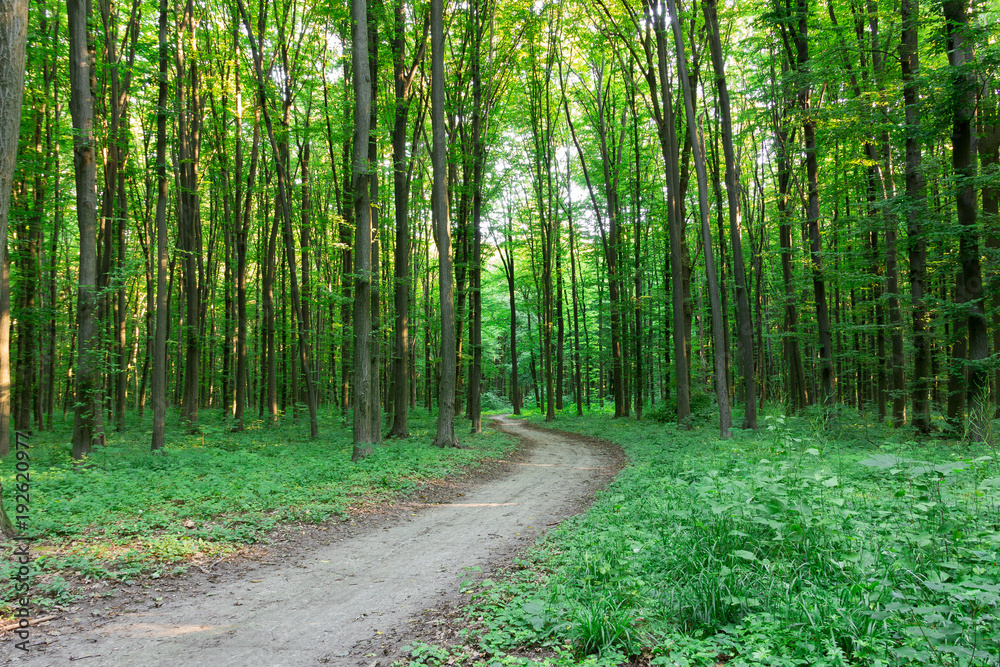Fototapeta premium curve footpath through green forest