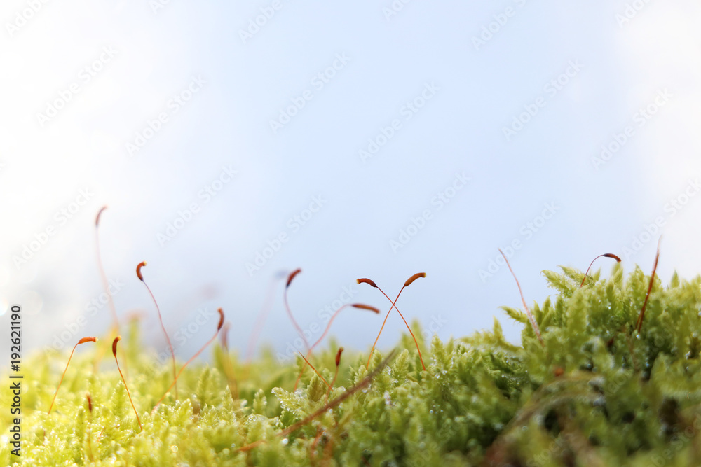 close-up moss with snow with space for text