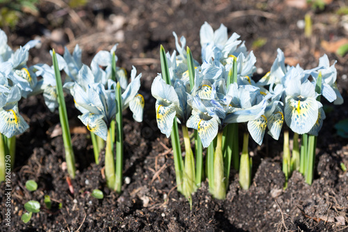 Fototapeta Naklejka Na Ścianę i Meble -  Flowers blue irises blossom in spring