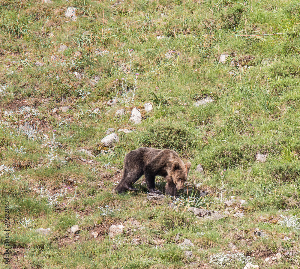 Fototapeta premium brown bear in Asturian lands, descending the mountain in search of food