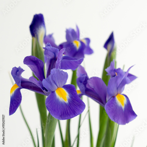 Fototapeta Naklejka Na Ścianę i Meble -  Bouquet of flowers of purple irises on a white