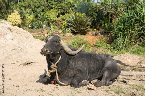 big black cow lying on the ground