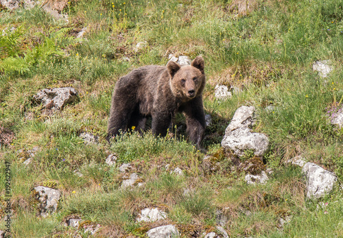 brown bear in Asturian lands, descending the mountain in search of food