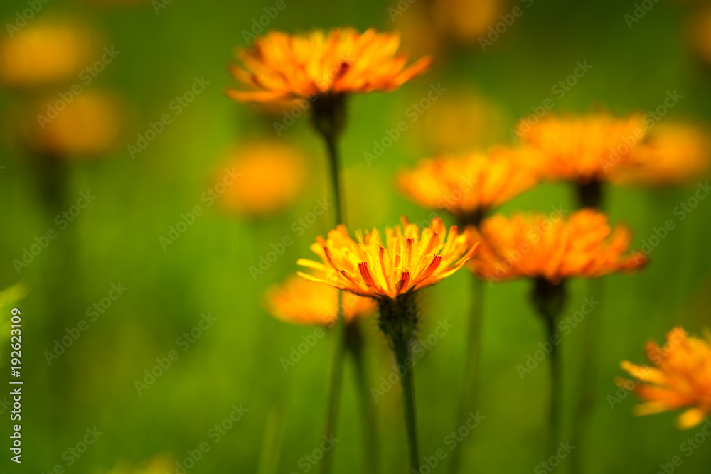 Crepis alpina - Abstract background of Alpine flowers Crepis alpina - Abstract background of Alpine flowers