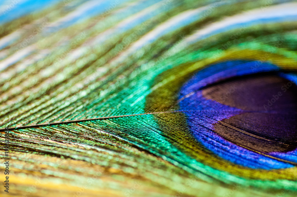 Obraz premium Pfauenfeder 