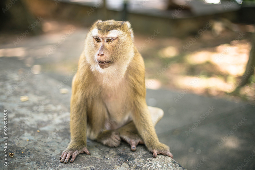 Wild monkey in the park. Thailand, Phuket, Monkey hill. Wild monkey in the park. Thailand, Phuket, Monkey hill.