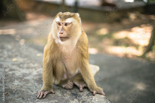 Wild monkey in the park. Thailand, Phuket, Monkey hill. © ale_koziura