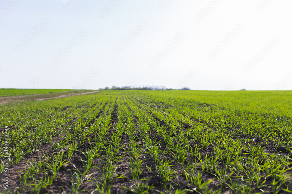 Young wheat crop in a field