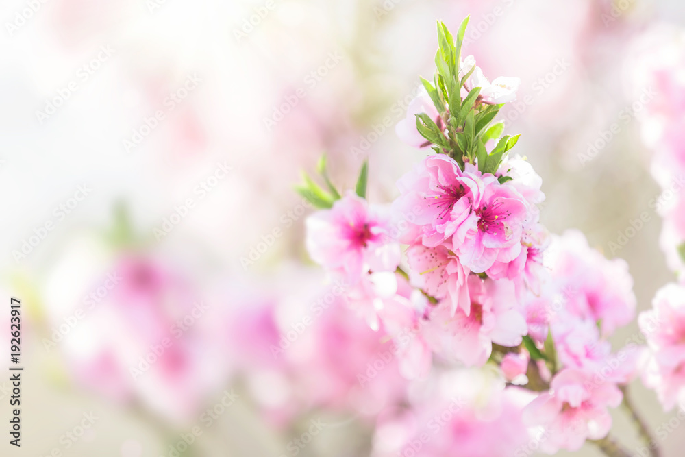 Pink tree flowers, spring blossom