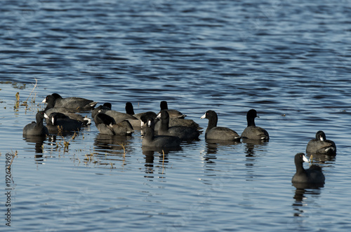 Foulque d'Amérique,.Fulica americana, American Coot photo