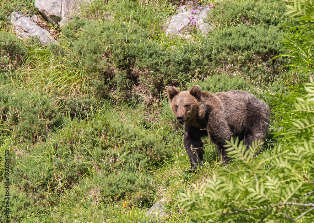 brown bear in Asturian lands, descending the mountain in search of food brown bear in Asturian lands, descending the mountain in search of food