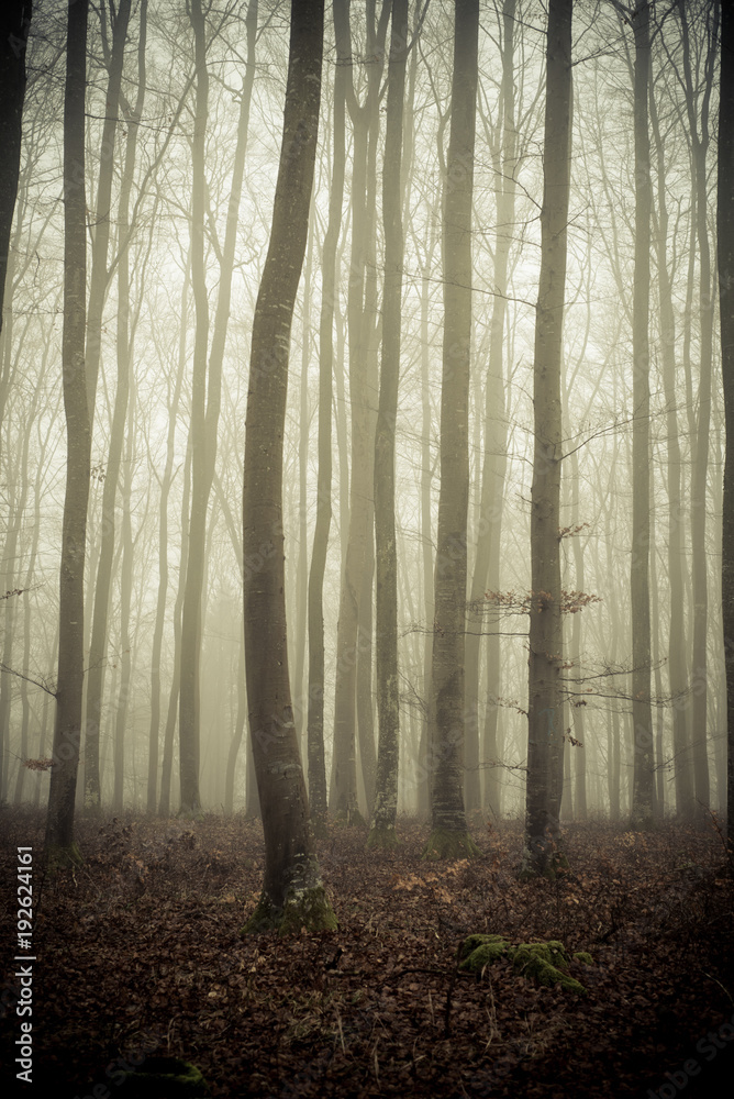 Obraz premium Bäume im Nebel