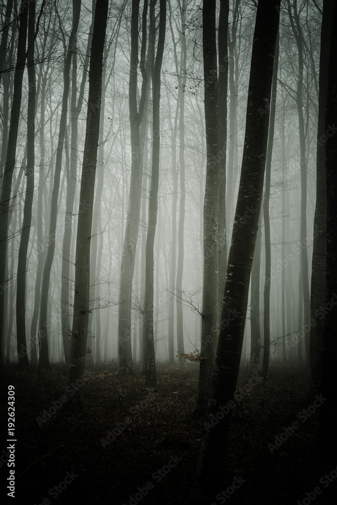 Fototapeta premium Bäume im Nebel