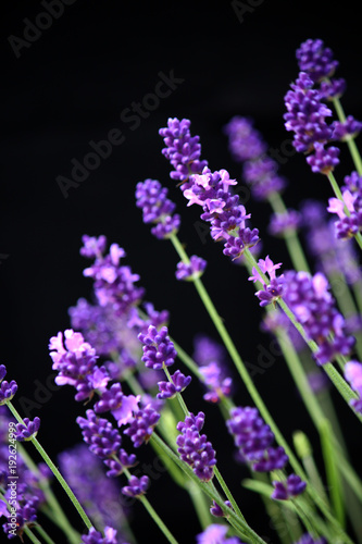 Purple lavender at an angle against black background