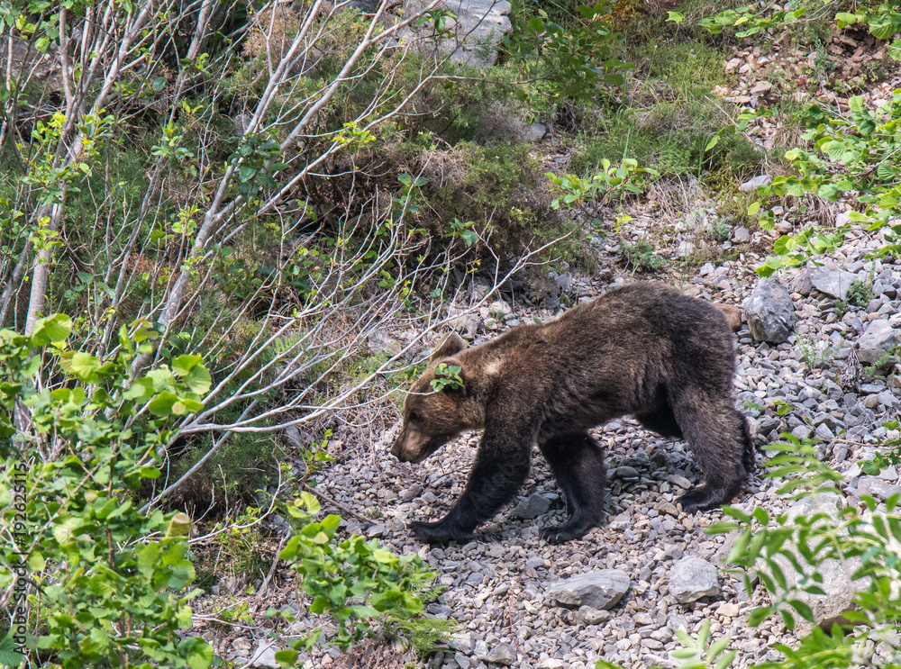 brown bear in Asturian lands, descending the mountain in search of food brown bear in Asturian lands, descending the mountain in search of food