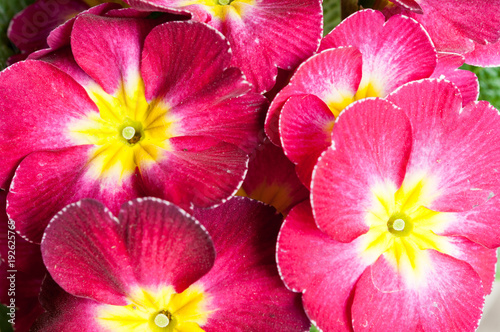 Primrose Primula flowers
