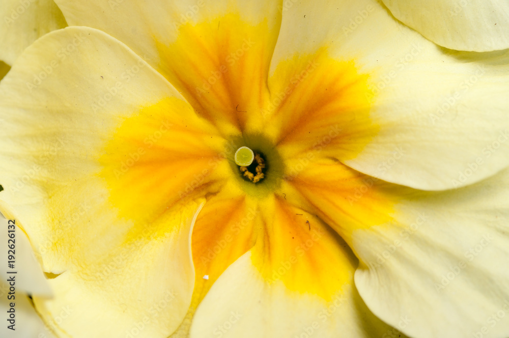 Fototapeta premium Primrose Primula flowers