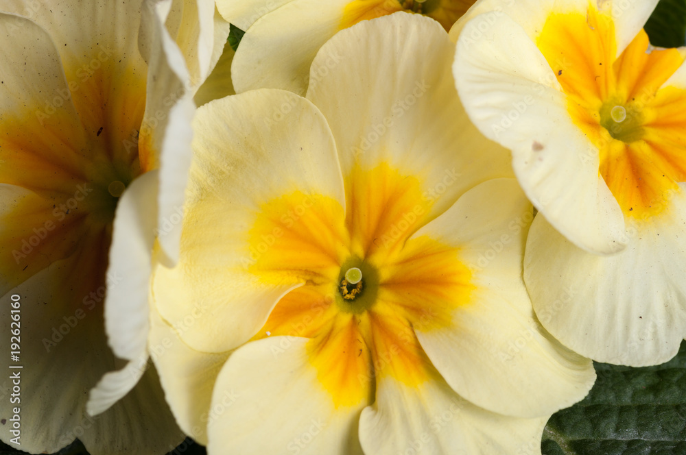 Primrose Primula flowers Primrose Primula flowers