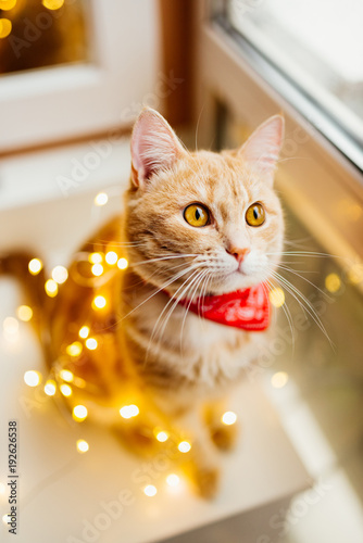 Fototapeta Naklejka Na Ścianę i Meble -  Cat and Christmas lights. Cute ginger cat sitting near the window and play with lights.