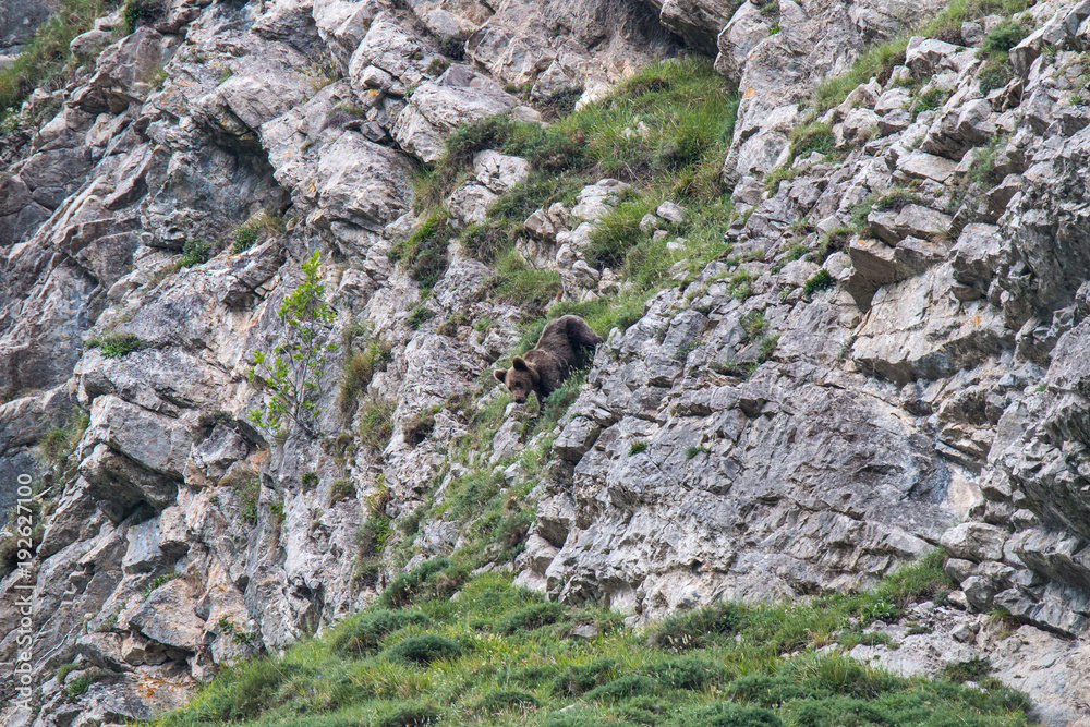 brown bear in Asturian lands, descending the mountain in search of food brown bear in Asturian lands, descending the mountain in search of food