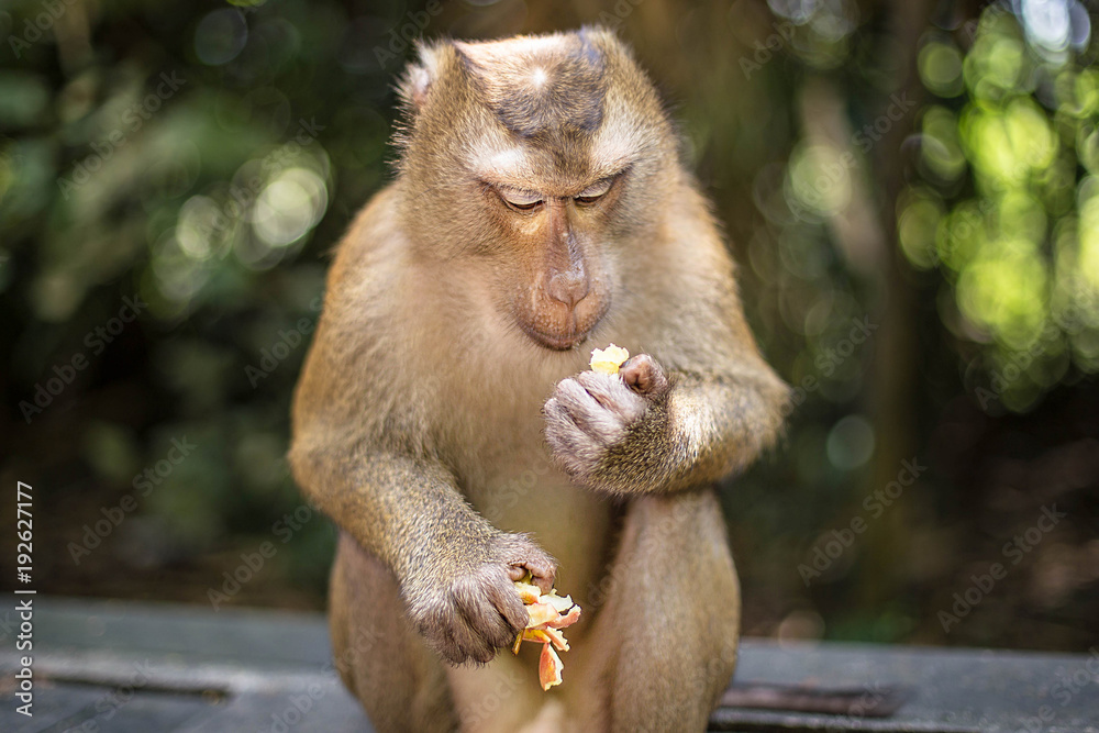 Cute monkey is eating fruit. Thailand, Phuket, Monkey Hill