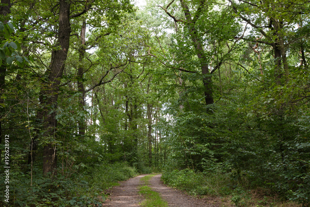 waldweg StockFoto Adobe Stock