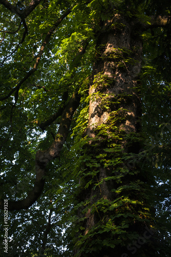 der Baum scheint in der Sonne.