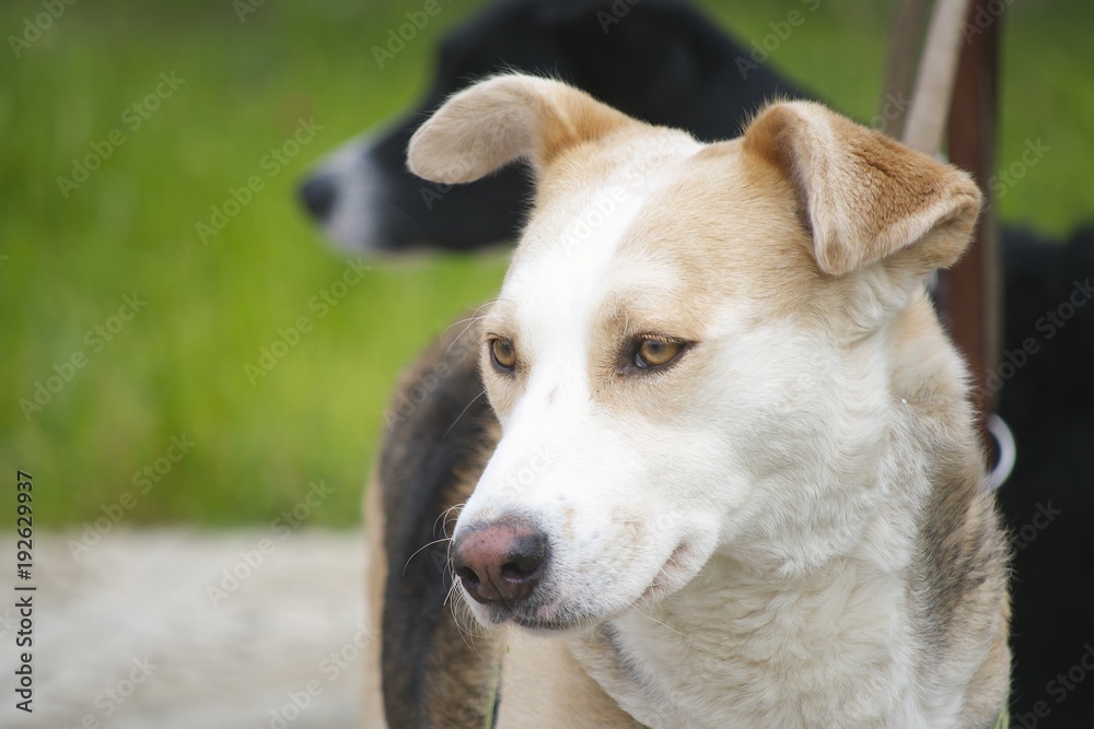 Primo piano di cagnolina meticcia bianca