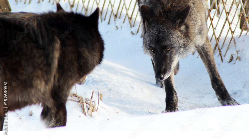 Black wolf Canis lupus walking in the winter snow Black wolf Canis lupus walking in the winter snow