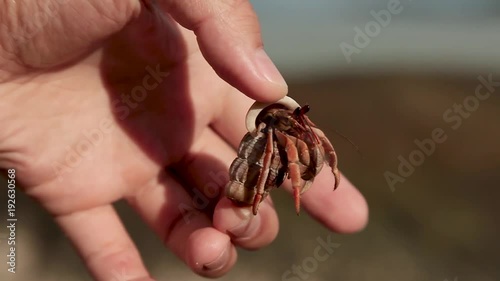 Woman holding a little hermit crab. Crab hiding in shell. Phuket island, Thailand. photo