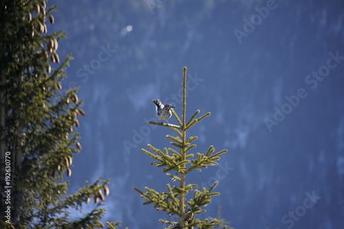 Klammspitze photo