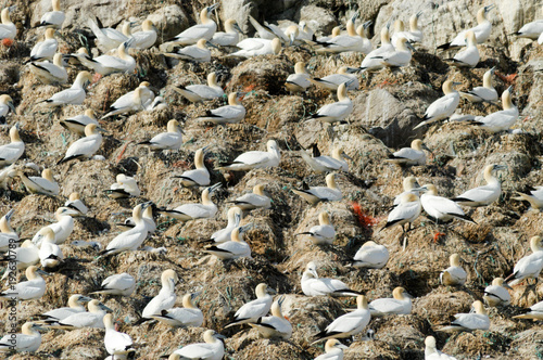 Basstölpel auf den Sept Îles, Bretagne, Frankreich