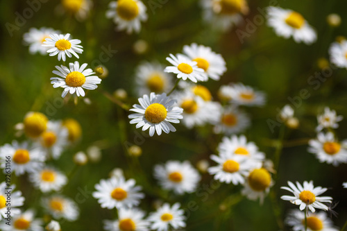 the field of daisies. Camomile daisy flowers  field flowers  chamomile flowers  summer Sunny day