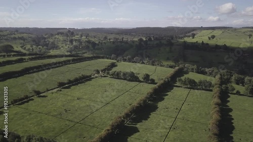 Tea farm vastness, plantations as far as the eyes can see, aerial shot. photo