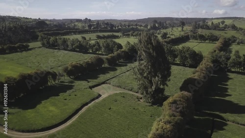 Tea farm vastness, plantations as far as the eyes can see, aerial shot. photo