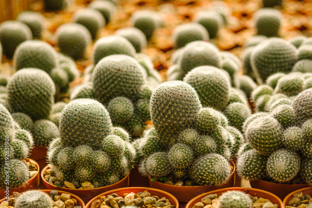 Cactus in pot and background
