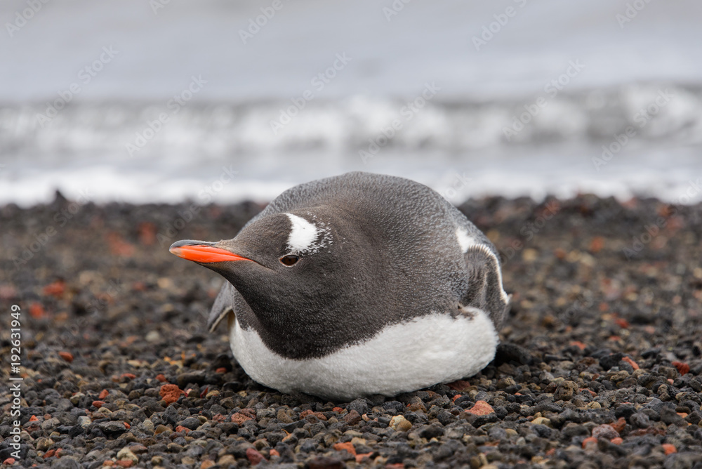 Fototapeta premium Gentoo penguin laying on beach