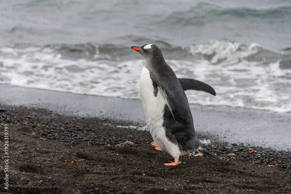 Fototapeta premium Gentoo penguin going