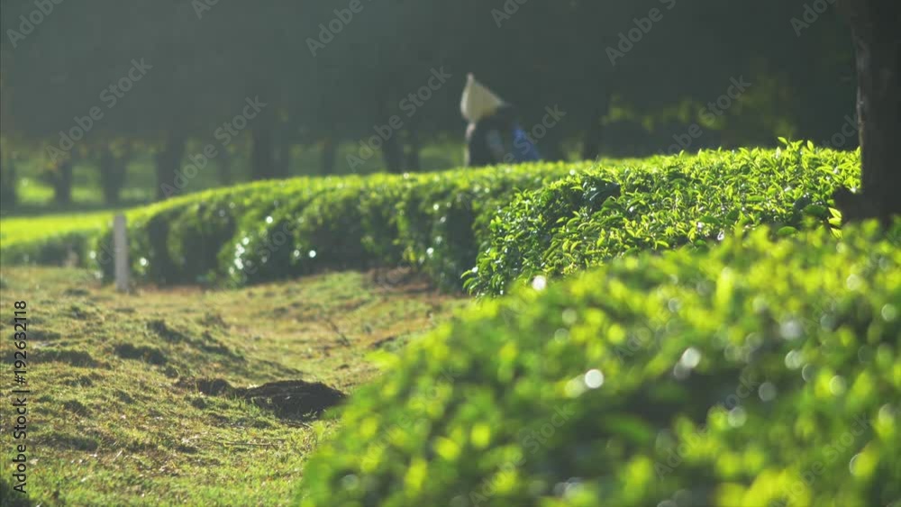 Tea farmer carries sack of leafs on his back, end of the work day.