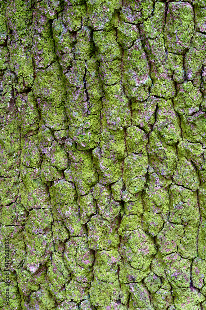 Tree bark close-up. Moss-covered tree bark. Lichen on tree trunk.