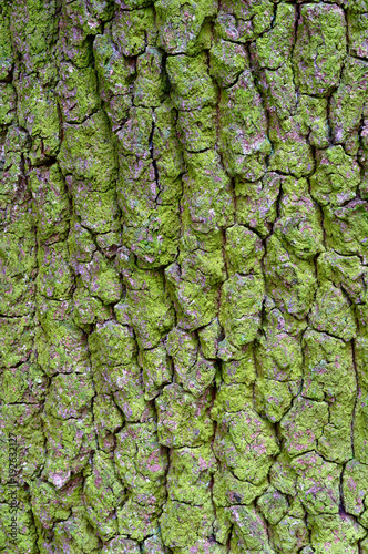 Tree bark close-up. Moss-covered tree bark. Lichen on tree trunk.