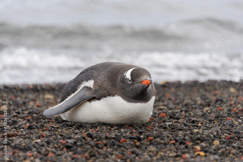 Fototapeta premium Gentoo penguin laying on beach