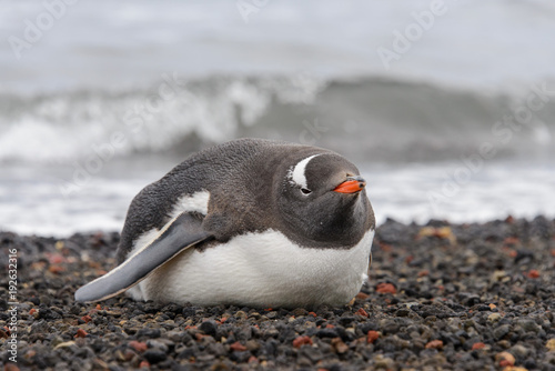 Gentoo penguin laying on beach
