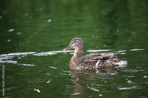 eine Ente 