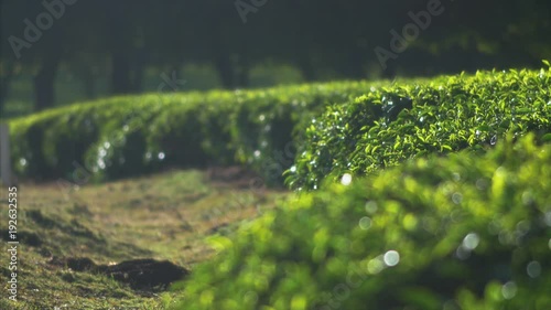 Tea farms, bright green and lush, golden hour, two shot. photo