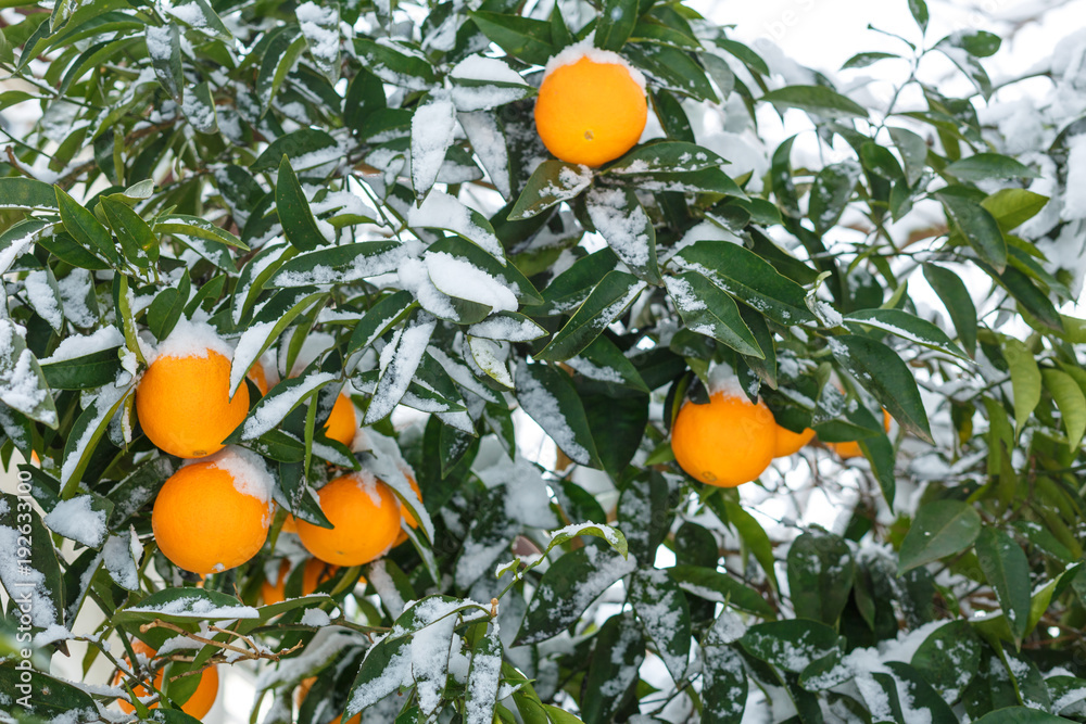 Oranges under the snow. citrus fruit, orange tree in the snow. tangerines in the snow